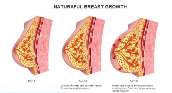 naturaful breast growth